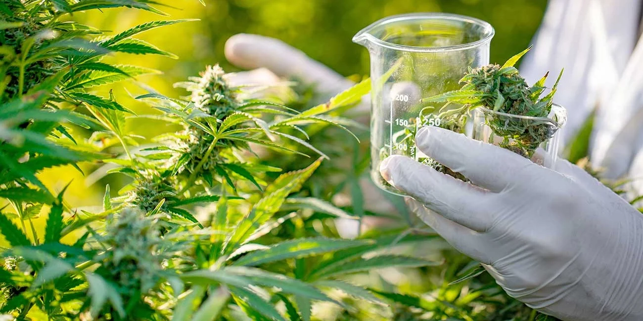 Cannabis-medicinal